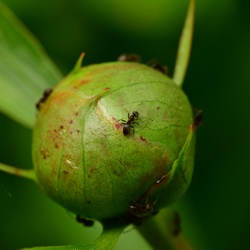 Berlin/Botanischer Garten/DSC_1157.JPG